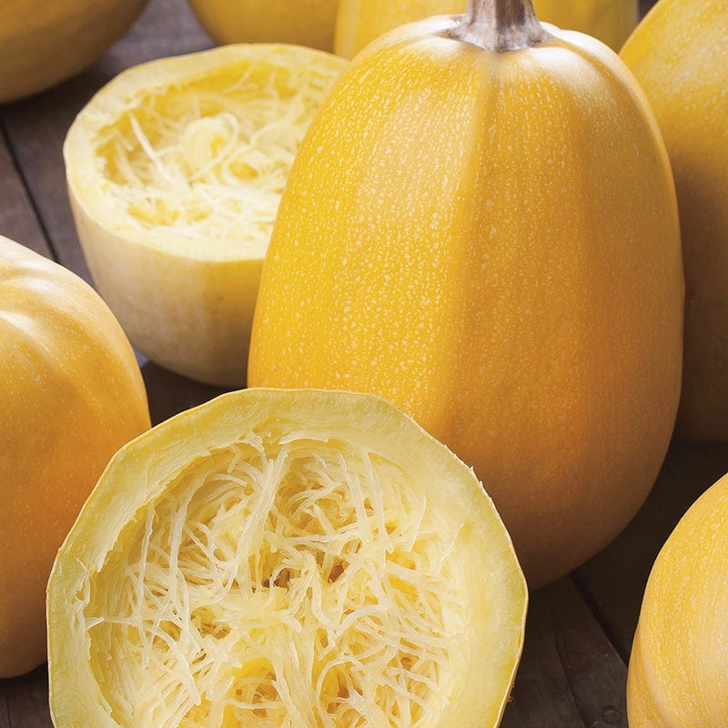 Squash (Summer) Vegetable Spaghetti Seeds - Image 3