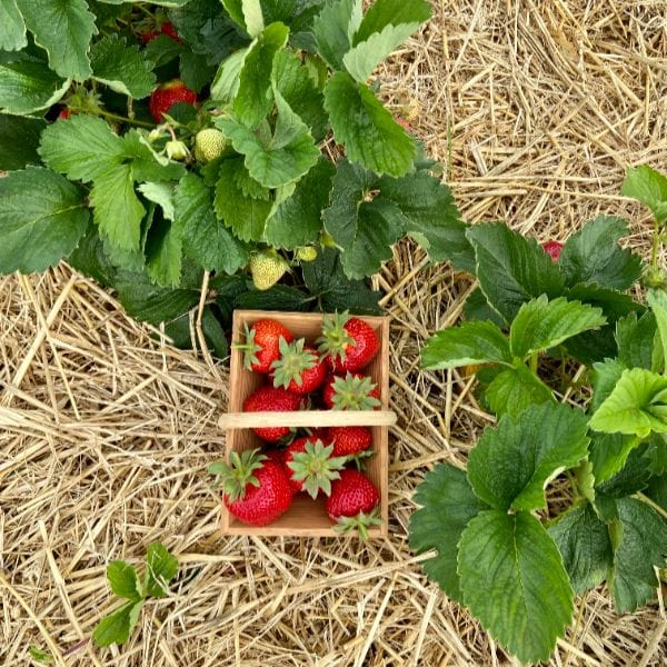 Strawberry Fenella A+ Grade Plant - Image 4