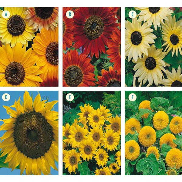 Sunflower Collection - Image 3