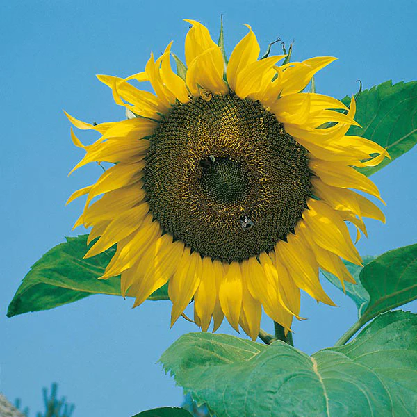 Sunflower Giant Single Seeds - Image 3