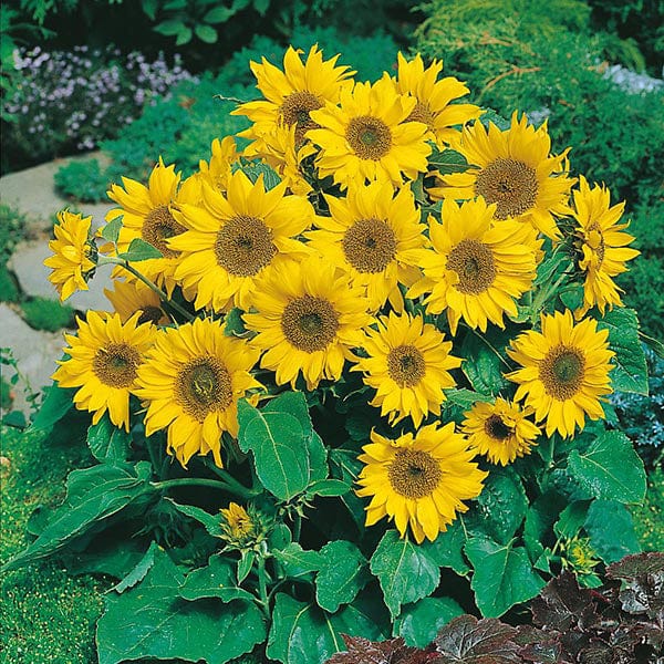 Sunflower Little Leo - Image 3