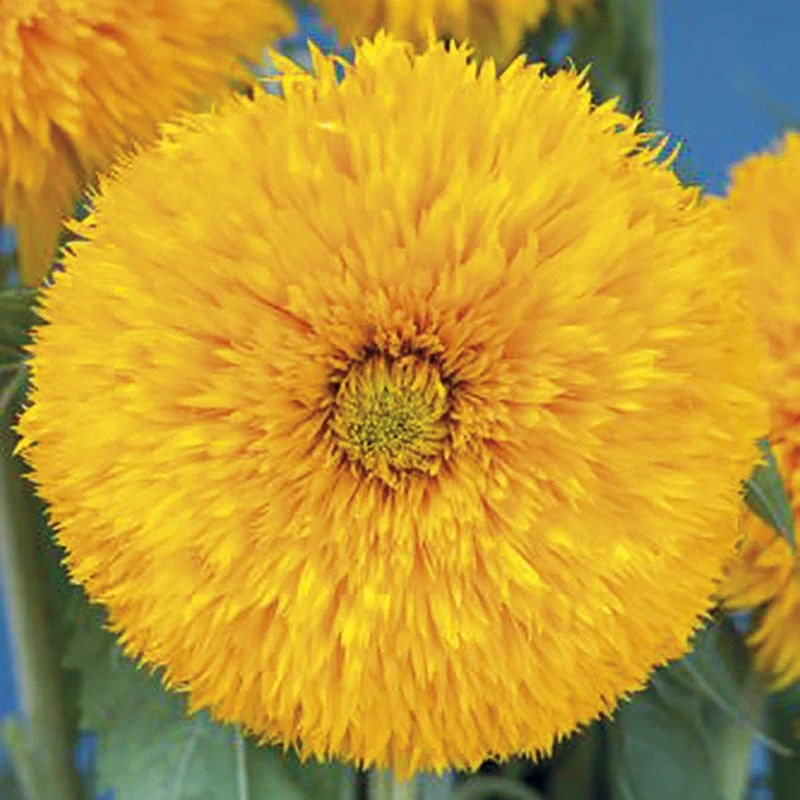 Sunflower Sun King - Image 3