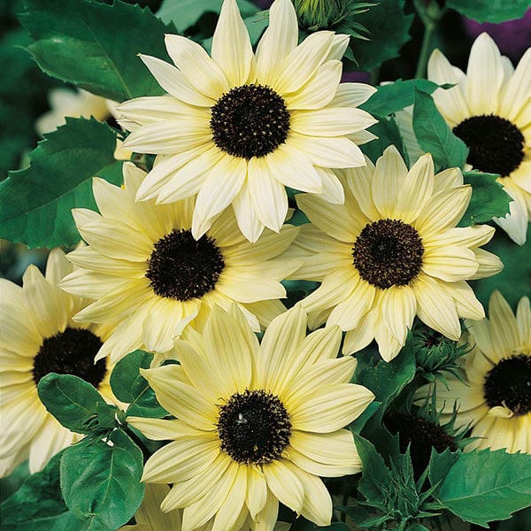 Sunflower Vanilla Ice Seeds - Image 3