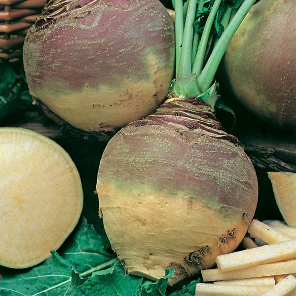Swede Best of All Seeds - Image 3