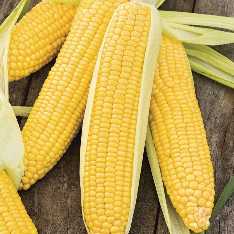SweetCorn Incredible F1 Seeds - Image 3