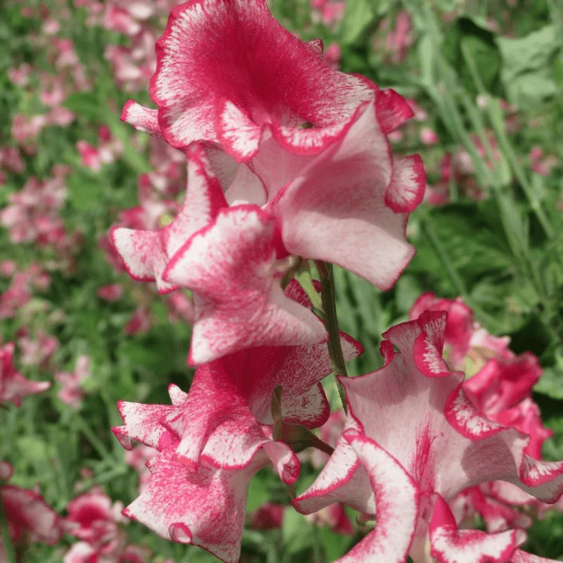 Sweet Pea Greenfingers Seeds - Image 3