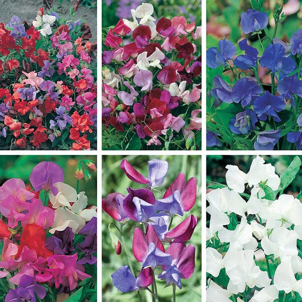 Sweet Pea Seed Collection - Image 3