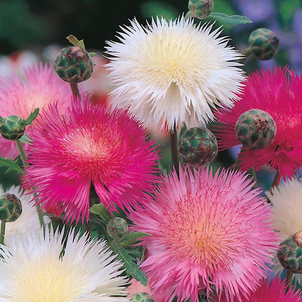 Sweet Sultan Mixed Seeds - Image 3