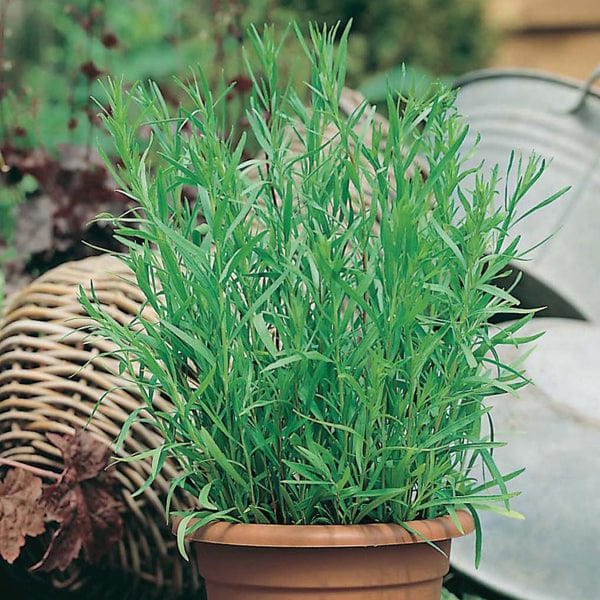 Tarragon Russian - Image 3