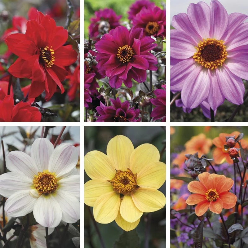 The Dahlia Bishop Collection - Image 2