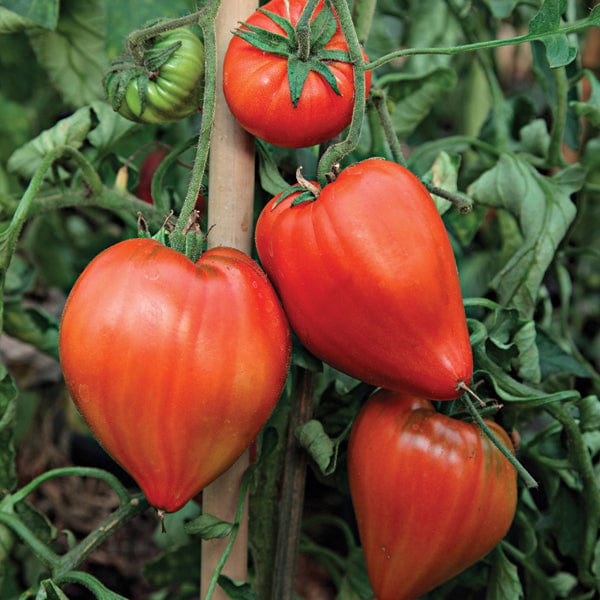 Tomato Coeur de Boeuf Grafted Vegetable Plants