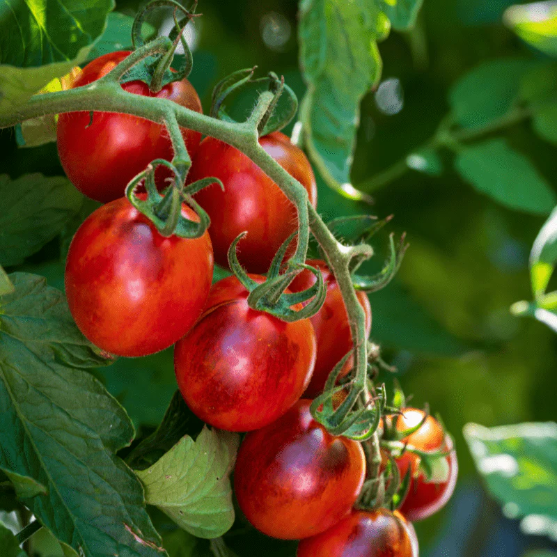 Tomato Black Moon F1 (Standard) Veg Plants - Image 2
