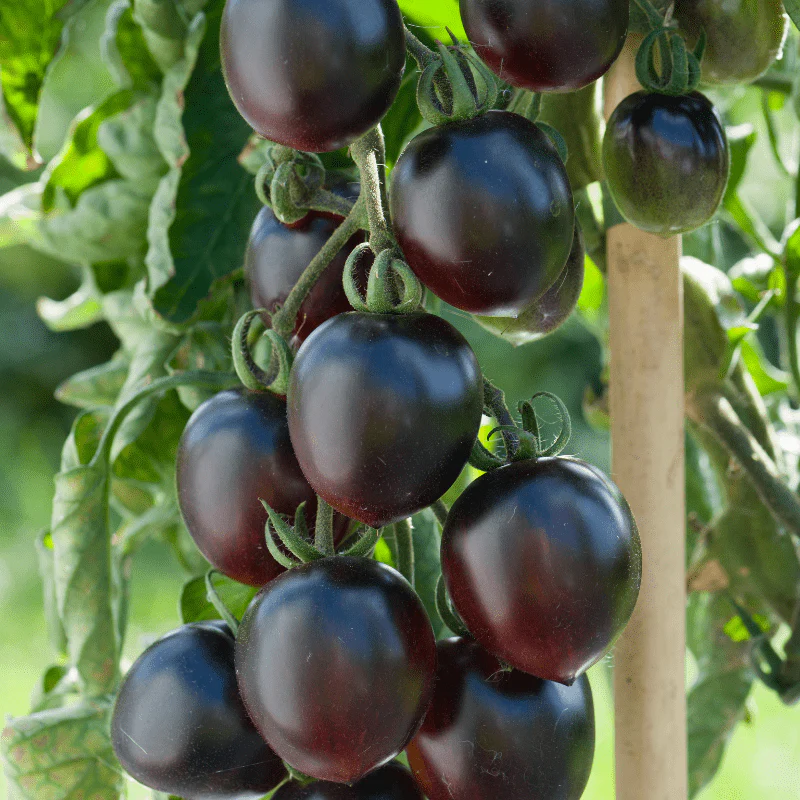 Tomato Black Moon F1 (Standard) Veg Plants - Image 5