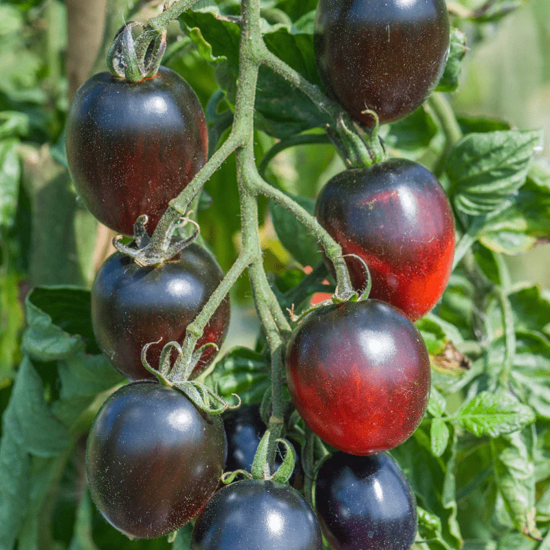 Tomato Black Moon F1 (Standard) Veg Plants - Image 6