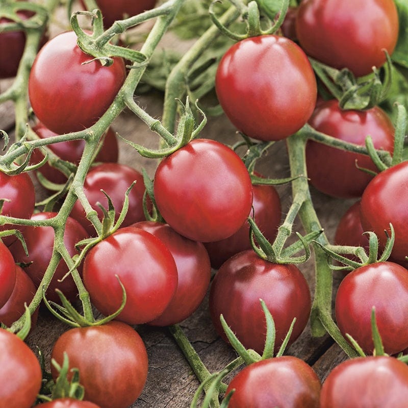 Tomato (Cherry) Black Opal Seeds - Image 3