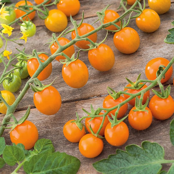 Tomato (Cherry) Sungold F1 Seeds - Image 3