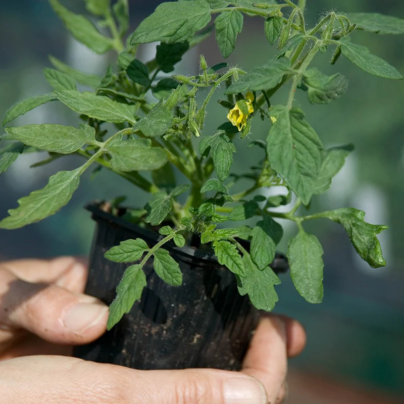 Tomato Gardener's Delight (Standard) Veg Plants - Image 2