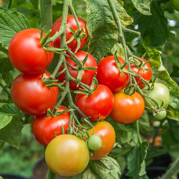 Tomato Shirley F1 AGM (Standard) Veg Plants - Image 2