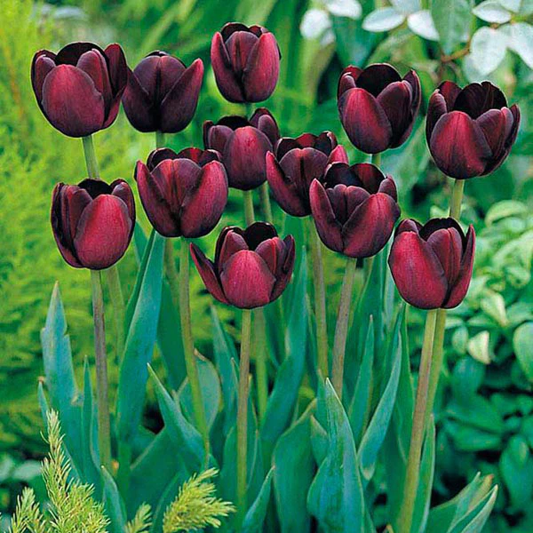 Tulip Pink Diamond & Queen of the Night Bulb Collection - Image 3