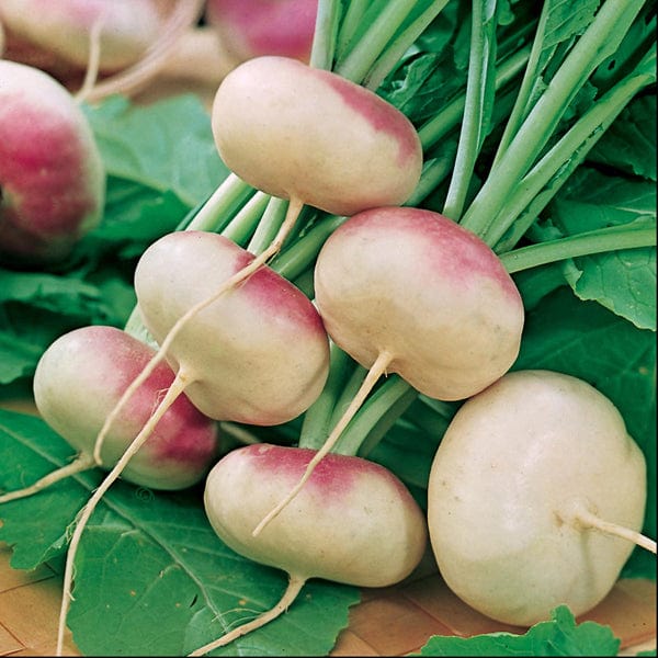 Turnip Purple Top Milan Seeds - Image 3
