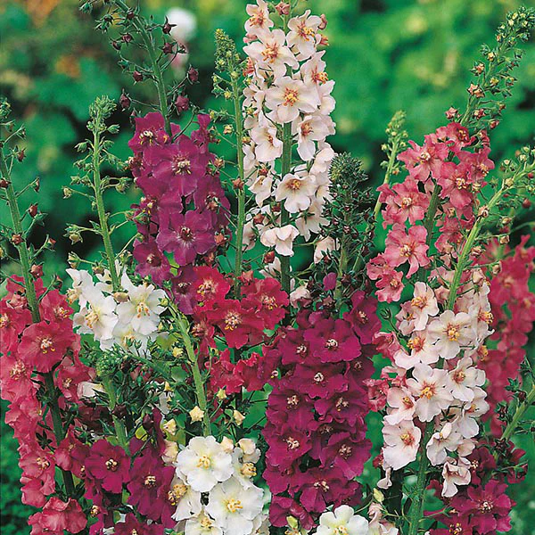 Verbascum Mixed Seeds - Image 3