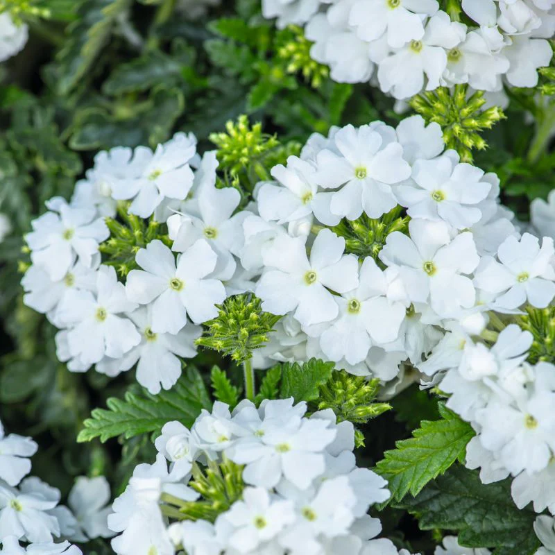 Verbena Scentsation White Seeds - Image 3