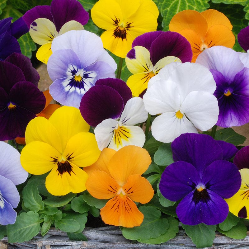 Viola Sorbet Mixed F1 Plants - Image 3