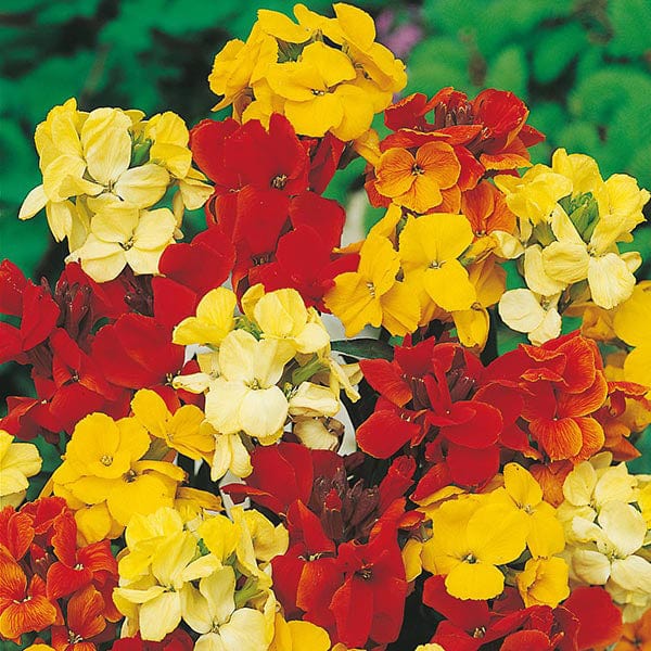 Wallflower Dwarf Bedding Mixed - Image 3