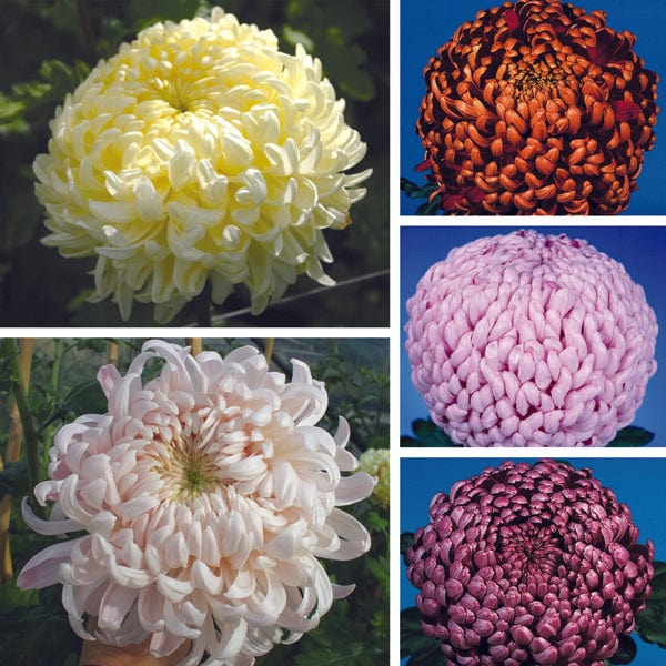 Woolmans Chrysanthemum Gompie Flower Plant Collection - Image 2