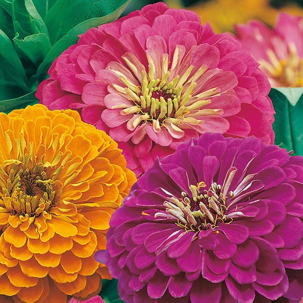 Zinnia Jazz Seeds - Image 3